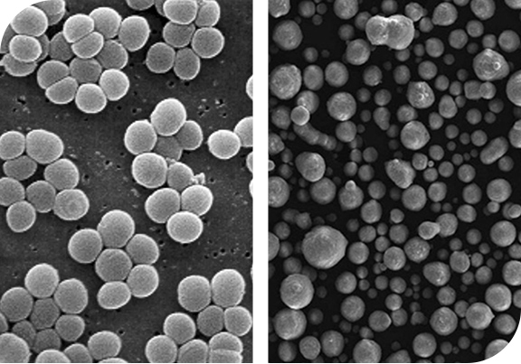 Hebei Anperno Biotechnology Co., Ltd.